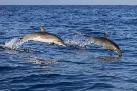Dolphins on the Tour: Attractions on the Adriatic