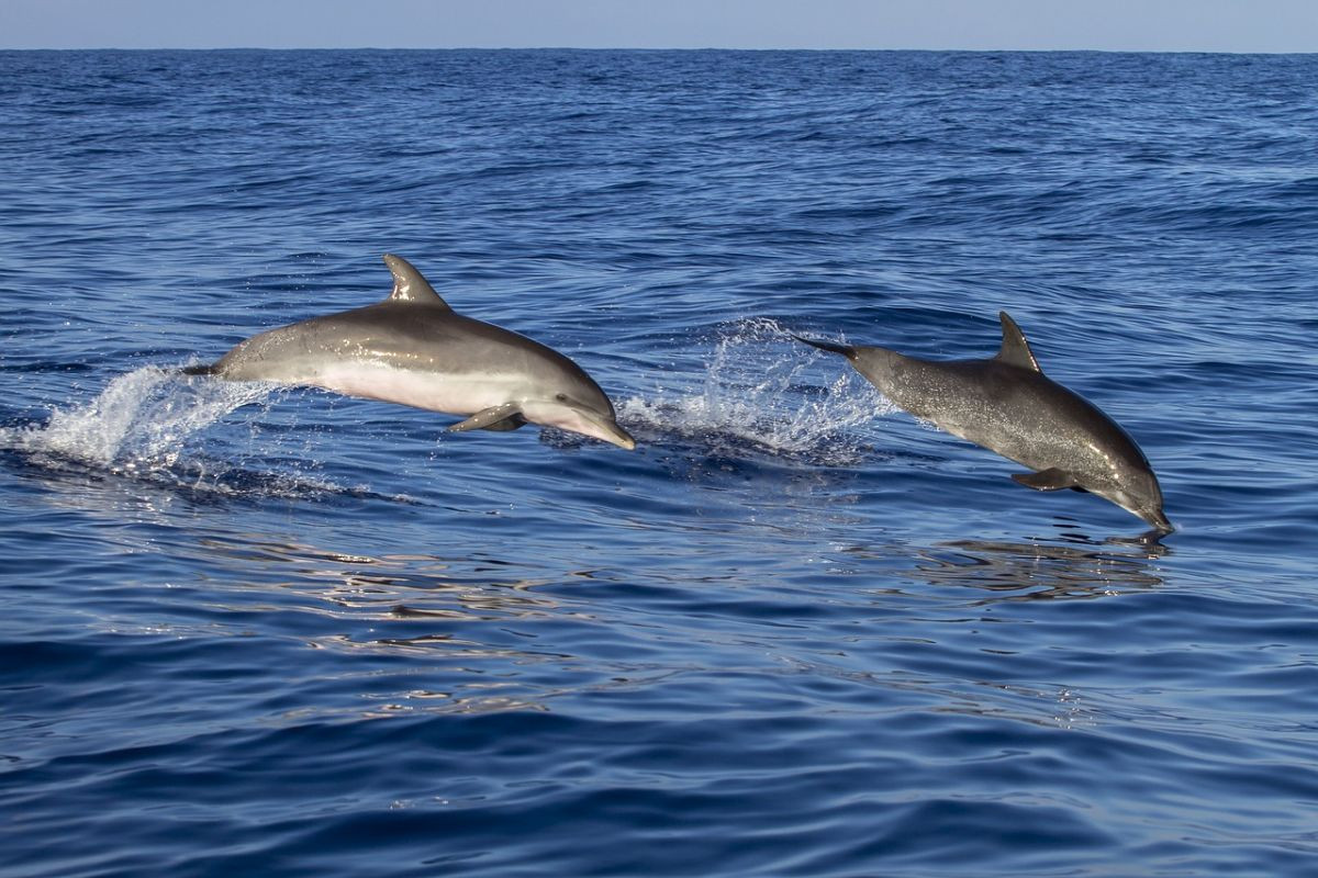 Dolphins on the Tour: Attractions on the Adriatic